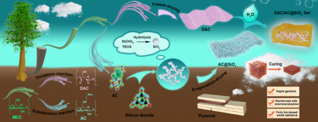 生物質材料國際聯合研究中心開發出多重纏結礦化交聯網絡全生物基粘合劑